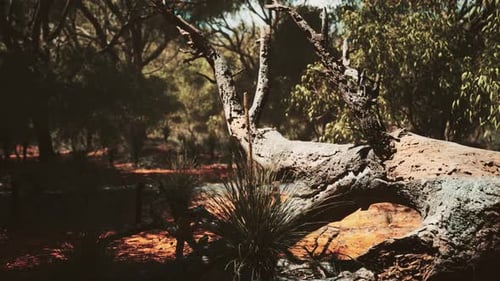 Fallen Tree Trunk in Sunlit Forest Landscape