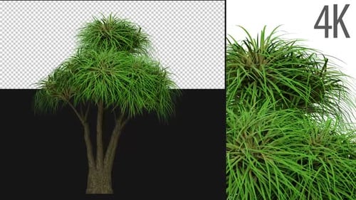 Ponytail Palm Tree