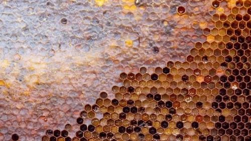 Honigrahmen mit versiegeltem Honig und Brut, Nahaufnahme, Zeitlupe