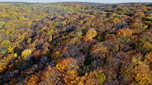 Forest with Red and Yellow Trees Aerial Top View