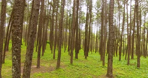 Pan Through Pine Trees Forest Nature Scenery