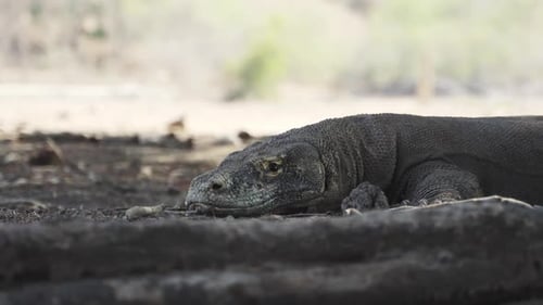 Resting Komodo Dragon Looking At Camera