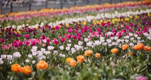 Blooming Tulips on Flowers Plantation Farm
