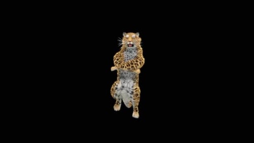 66 Leopard-Tanzen HD