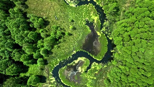 Stunning river and blooming algae in summer.