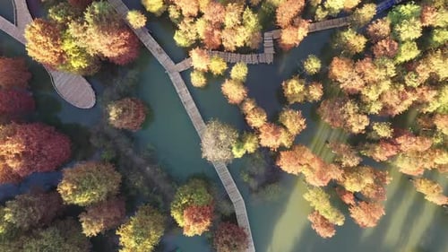 Autumn forest