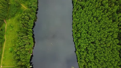 Wald Bäume und Fluss von oben
