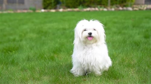 Adorable Dog Sitting on the Green Grass