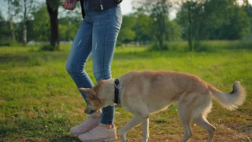 Young Adult Walking Dog in Grassy Meadow
