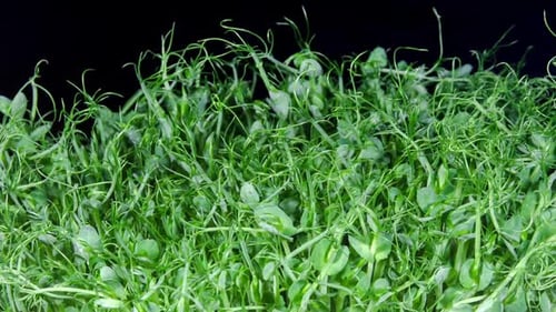 Green Pea Germination Moves In Time Lapse