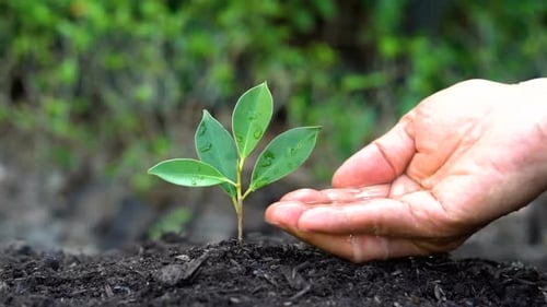 Disparo a cámara lenta: mano dando agua a la planta.