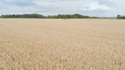 Slow Camera Fly Over the Wheat Field