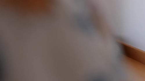 Dolly right shot of cute tricolor cat lying on cozy pet bed indoors at home.Checking the area.