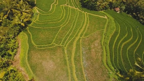 Terrace Rice Fields, Bali,Indonesia