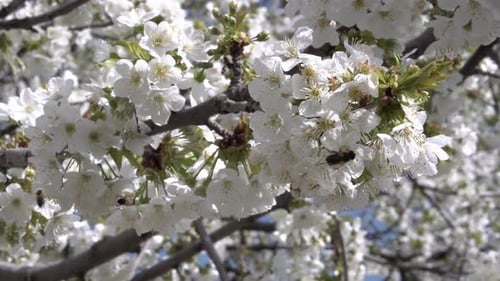 White Apple Tree Flowers