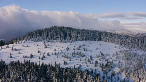 Oben Luftaufnahme von Snowy Forest. Über gefrorene Bäume in den Bergen fliegen
