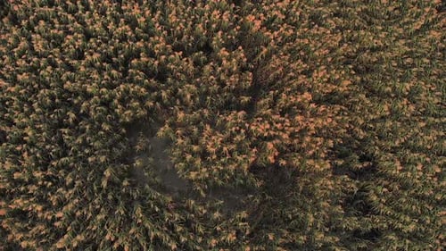 Aerial View of Marsh Reeds and Cattails