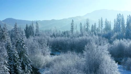 Flight Over a Fabulous Snowcovered Forest on the Slopes of the Mountains