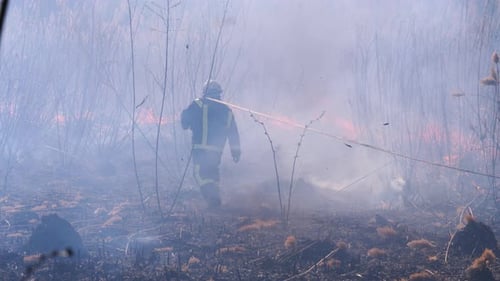 Firefighters in Equipment Extinguish Forest Fire with Fire Hose. Slow Motion