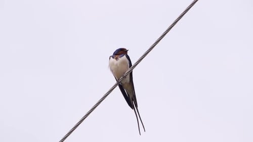 Swallow Perched on Wire Against Pale Sky