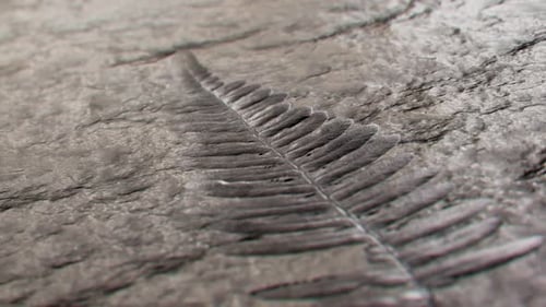 Realistic Fern Fossil Imprint on Stone with Camera Pan