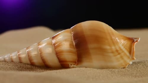 Brown Sea Shells with Sand and Back Light, Rotation, on Black