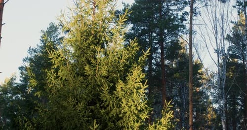 Tilt Shot of Beautiful Fir Tree in Winter Forest