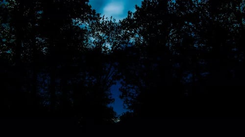 Forest At Night