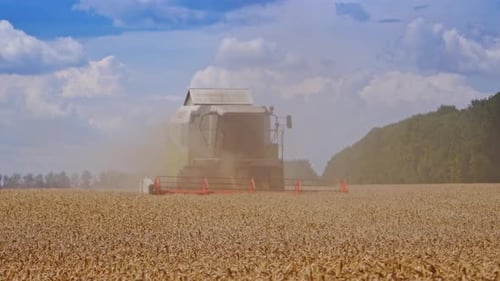 Harvesting wheat field with combine. Combine harvester harvesting wheat with dust straw in the air
