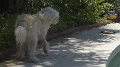 Scrappy Dog schaut sich draußen um