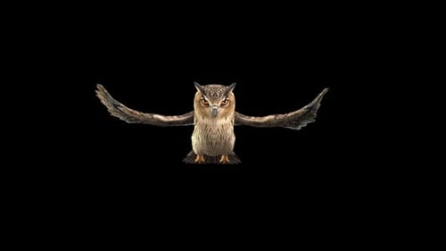 Owl Fly