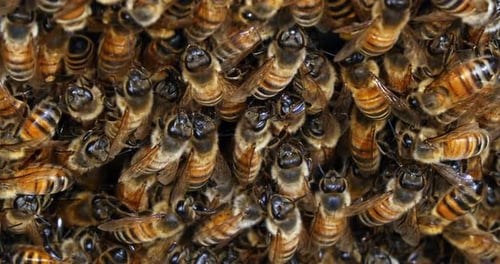 |European Honey Bee, apis mellifera, bees grazing on the hive entrance, Bee Hive in Normandy