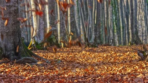 Feuilles tombées d'automne (2K)