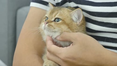 Cat owner playing with her tabby kitten.