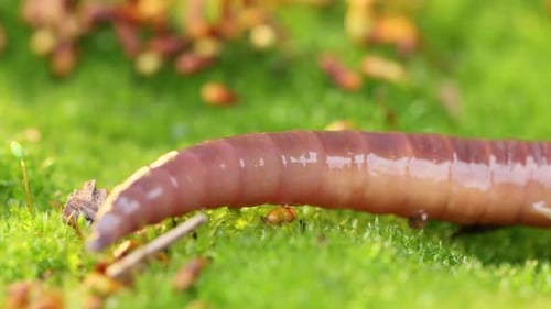 Ein Regenwurm ist ein wirbelloses LandTier, das zur Klasse der Clitellata (Ordnung Oligochaeta) gehört.