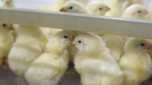 Close-up of small chickens with their beaks cut off. Group of yellow Chicks