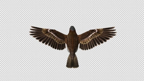 Sparrow Bird - Flying Loop - Top View Close-Up - Alpha Channel