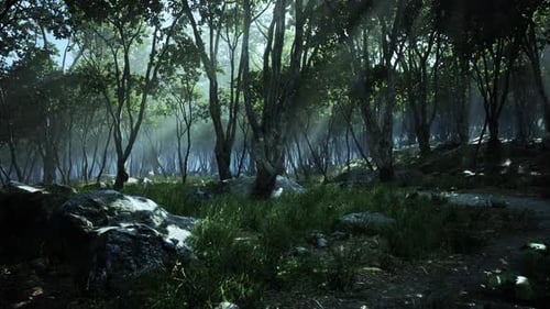 Deep Tropical Jungle in Darkness