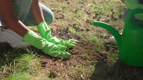 Females Ecoactivist Planting Plants Volunteer Work for Nature Conservation Planting Plants in the