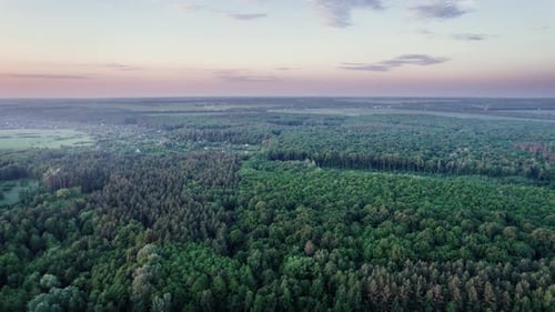 Flying Over Green Trees Forest