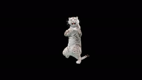 White Tiger Dancing 4K