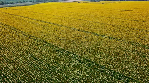 Aerial View of the Sunflowers Field