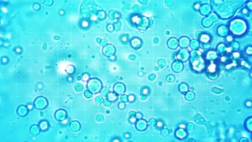 The Amoeba Is Moving Through Microscopic Lightings By Researchers