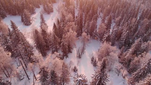 Flight Over Winter Forest Landscape Panorama
