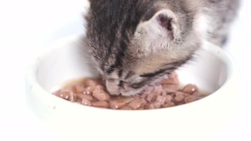 Close Up Striped Kitten come comida fresca enlatada para gatitos pequeños