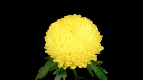 Vibrant Yellow Chrysanthemum Flower on Black Background