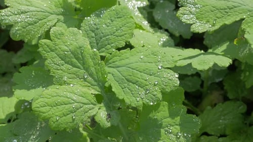 Bálsamo de limón Melissa officinalis y gotas de rocío a primera hora de la mañana, 4K, 2160p, UHD, imágenes - Balm mint plant cl