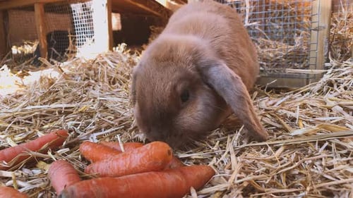 Rabbit Eating Carrots in Straw Bedding