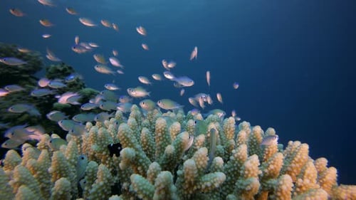 Underwater Scene