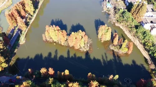 Autumn forest